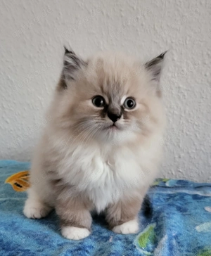 Sibirische Neva Masquarade Kitten