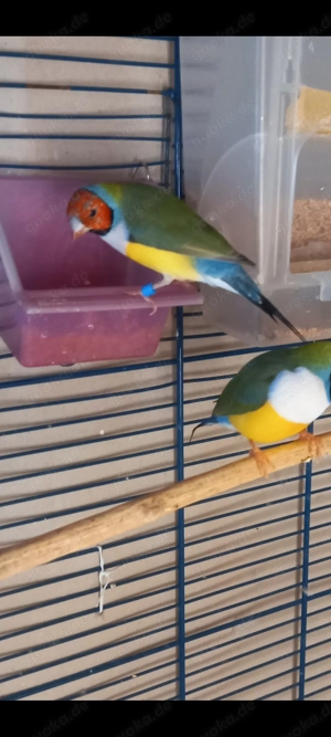 Gouldamadine Junge Pärchen.    Für das Paar 70 Euro. 