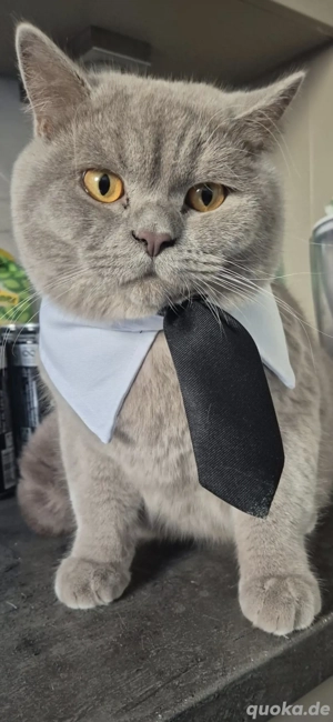 Deckkater britichkurzkatter