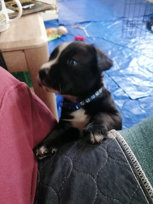 Noch 3 Mischlings-Welpen (Papa Husky) - teils mit blauen Augen - ab Dezember abzugeben