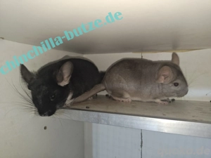 Chinchilla Jungtiere und Alttiere! 