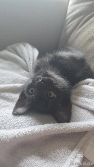 kleiner Mann sucht wundervolles zuhause für immer 