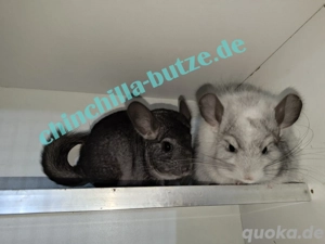 Chinchillas Jungtiere und Alttiere! 