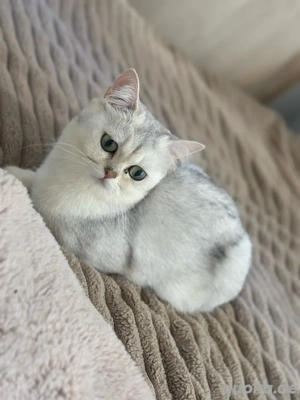 liebevolle nala abzugeben 