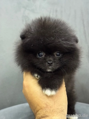 500gr!!! Pomeranian Boo Mini Junge mit Teddy Gesicht 
