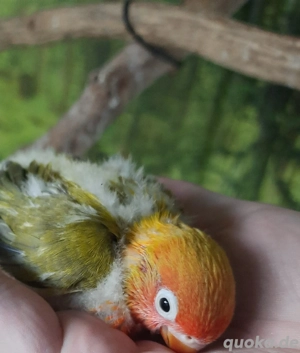 Pfirsichköpfchen Agaporniden Unzertrennliche  Bild 2