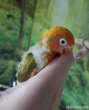 Pfirsichköpfchen Agaporniden Unzertrennliche 