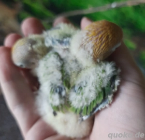 Pfirsichköpfchen Agaporniden Unzertrennliche 