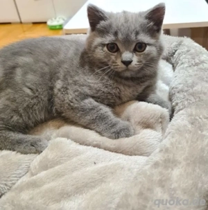 Wunderschönes blaues Britisch Kurzhaar Kätzchen, 3 Monate alt   