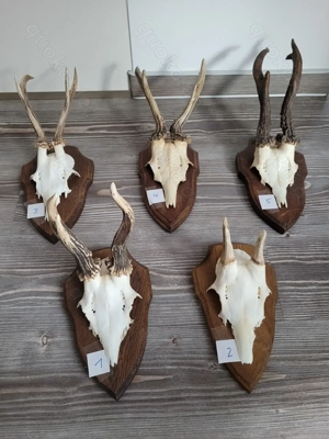 Rehgeweih, Rehgeweihe, Geweih