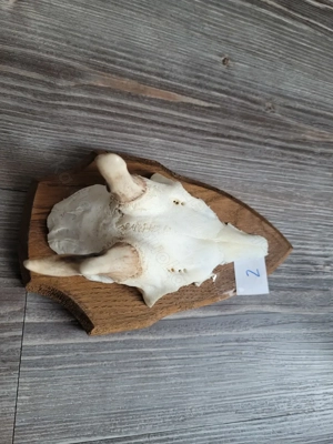 Rehgeweih, Rehgeweihe, Geweih Bild 2