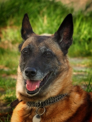 wer hat Lust mit uns gelegentlich spazieren zu gehen?