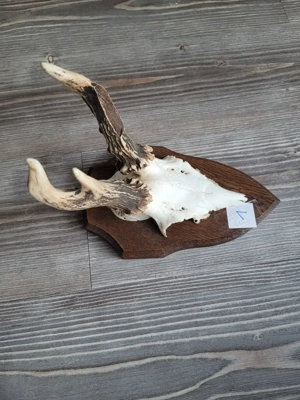 Rehgeweih, Rehgeweihe, Geweih Bild 4