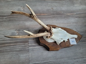 Rehgeweih, Rehgeweihe, Geweih Bild 3