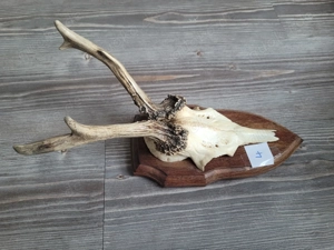 Rehgeweih, Rehgeweihe, Geweih Bild 5