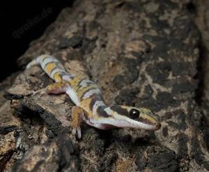 Oedura castelnaui - Nördlicher Samtgecko 