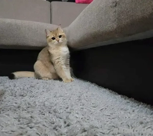 Wunderschöne Britisch Kurzhaar Golden Shaded Katze mit Stammbaum sucht ein liebevolles Zuhause