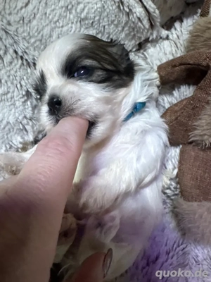 Kleiner Shihtzu junge sucht warmes Körbchen