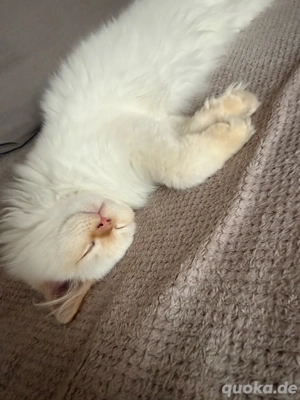 british langhaar kater kitten 