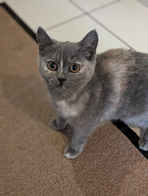 BKH Katze in Lilac Tortie 