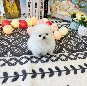 Wunderschöne Pomeranian Zwergspitze Welpen suchen ein neues Zuhause.