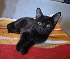 Junge Kätzin 117073 sucht ihre Dosenöffner