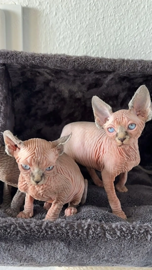 Sphynx Abgabe bereit  Bild 2