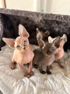 Sphynx Abgabe bereit  Bild 5