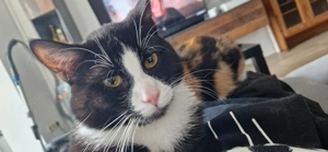 Unser Kater Liv sucht neues Zuhause 