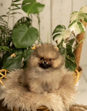 Achtung !!!!  Pomeranian Boo nur 500gr!!!