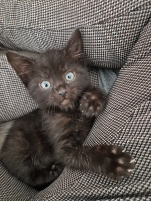Maine coon mix Baby weiblich 