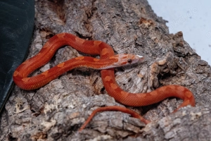 0.1 Hypo Bloodred motley Kornnatter