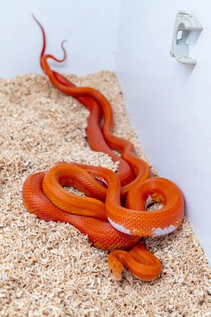 0.1 Hypo Blood Motley Pied Kornnatter Bild 2