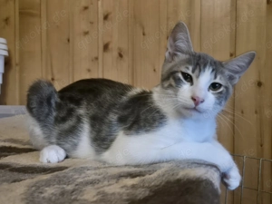 Junger Kater 117747 sucht sein eigenes Körbchen - Vielleicht bei DIR?