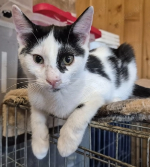 Junger Kater Haku sucht seine Dosenöffner Bild 2