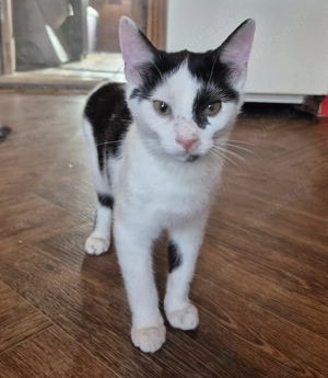 Junger Kater 117743 sucht seine Dosenöffner