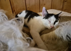 Junger Kater Haku sucht seine Dosenöffner Bild 3