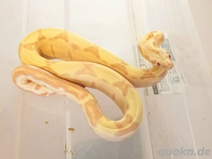 Boa Imperator Sunglow 0.1 *Pet only*