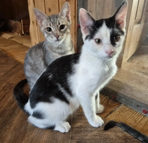 Junger Kater Haku sucht seine Dosenöffner Bild 4