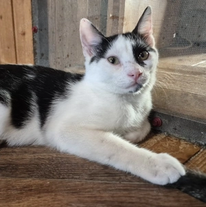 Junger Kater Haku sucht seine Dosenöffner Bild 7