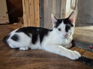 Junger Kater Haku sucht seine Dosenöffner Bild 5