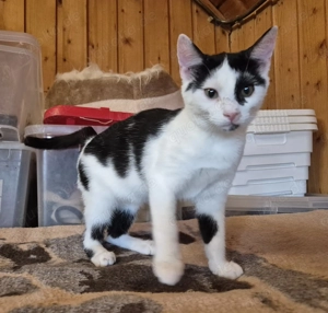 Junger Kater Haku sucht seine Dosenöffner Bild 6