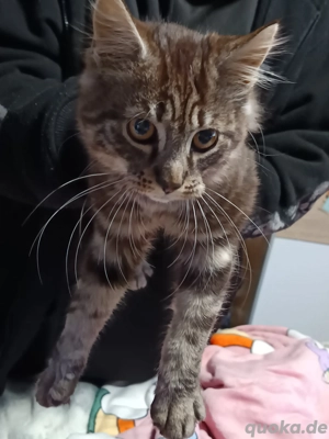 Maine Coon mix Katerchen sucht noch ein Zuhause  Bild 4