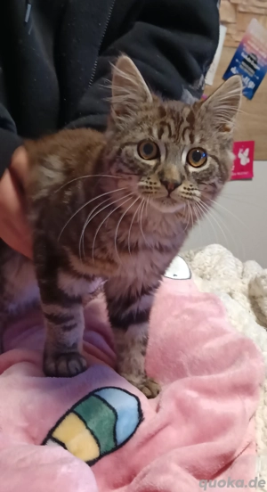 Maine Coon mix Katerchen sucht noch ein Zuhause  Bild 2