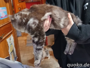 Maine Coon mix Katerchen sucht noch ein Zuhause  Bild 3