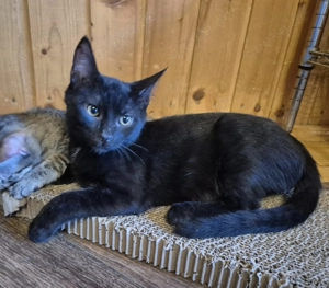 Junger Kater 117760 sucht sein eigenes Zuhause