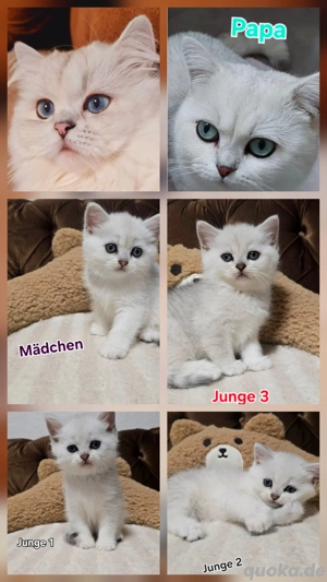 wünderschöne BKH Kitten 