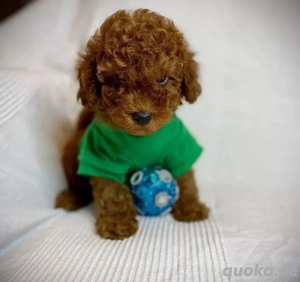 Zwergpudelwelpen zu verkaufen.WhatsApp (015510055069)