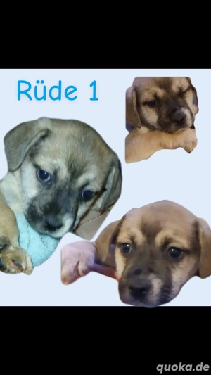 Zwergspitz Mischlings Rüden