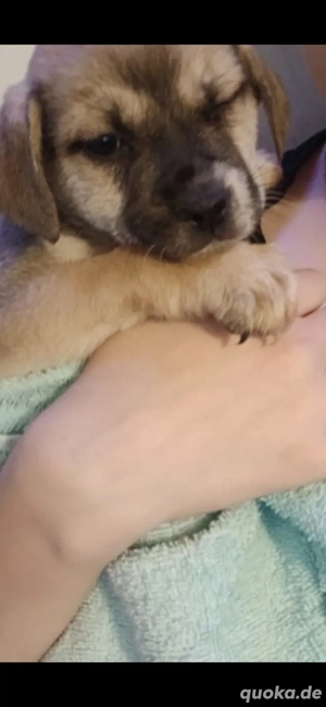 Zwergspitz Mischlinge